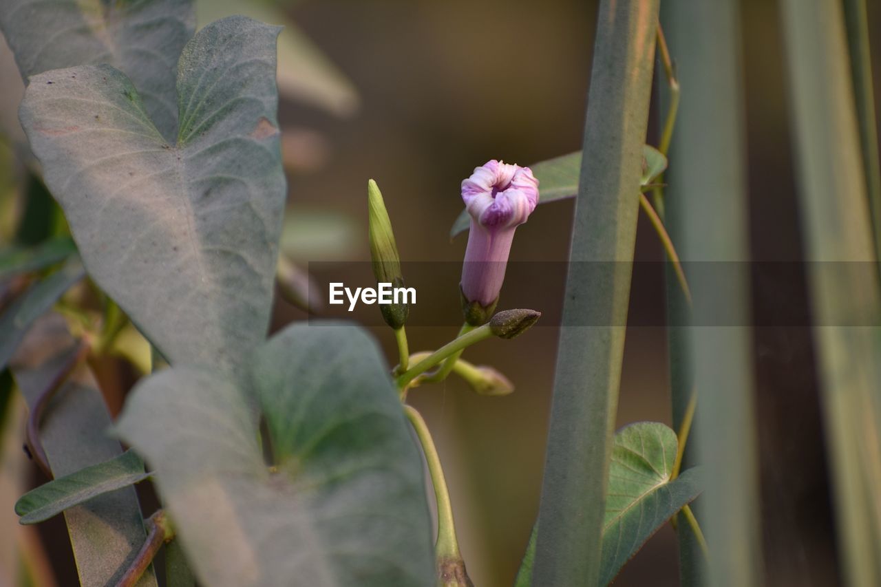 Close-up of flowering plant