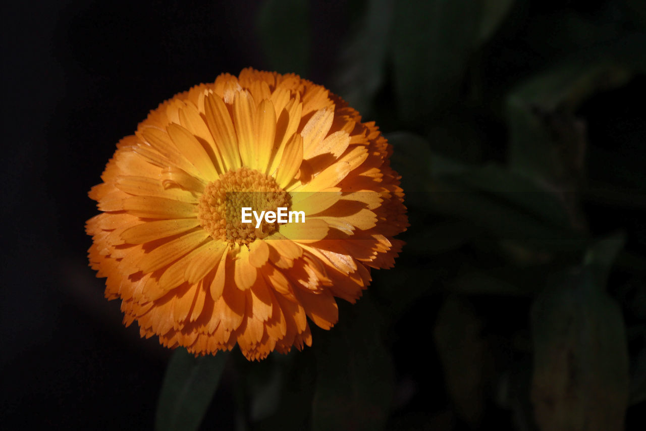 CLOSE-UP OF YELLOW FLOWER