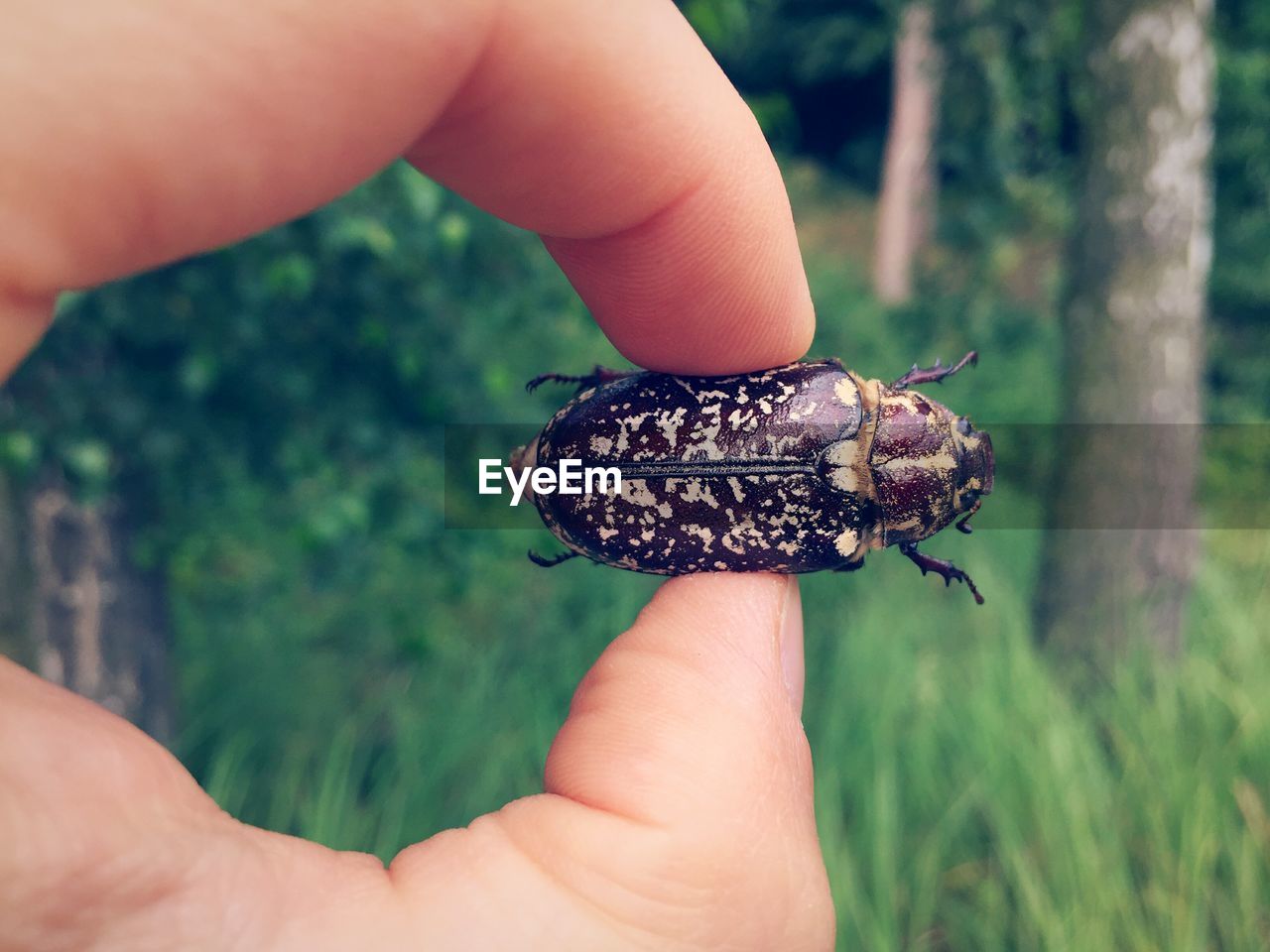 Cropped image of hand holding beetle in forest