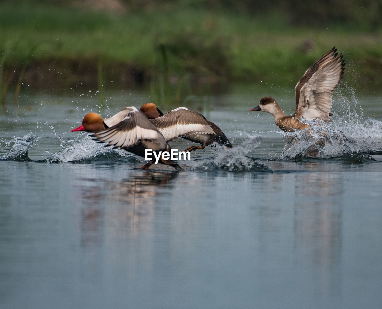 Ducks swimming in lake