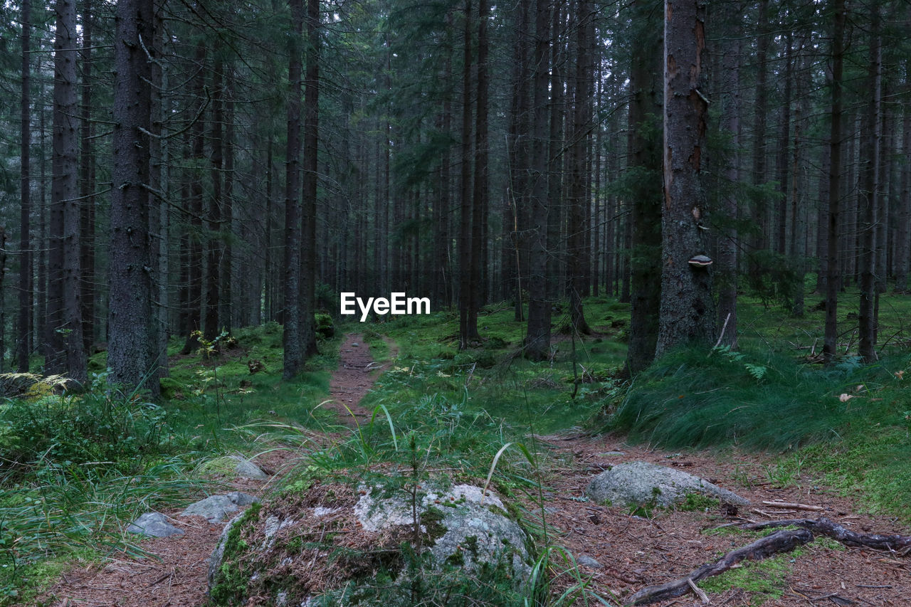 Trees growing in forest