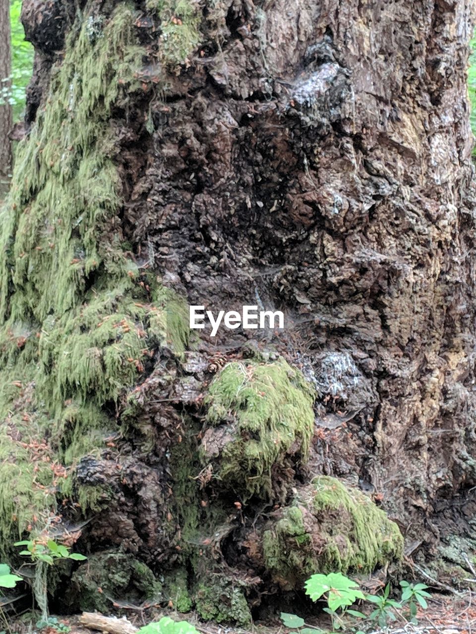 CLOSE-UP OF MOSS ON ROCK