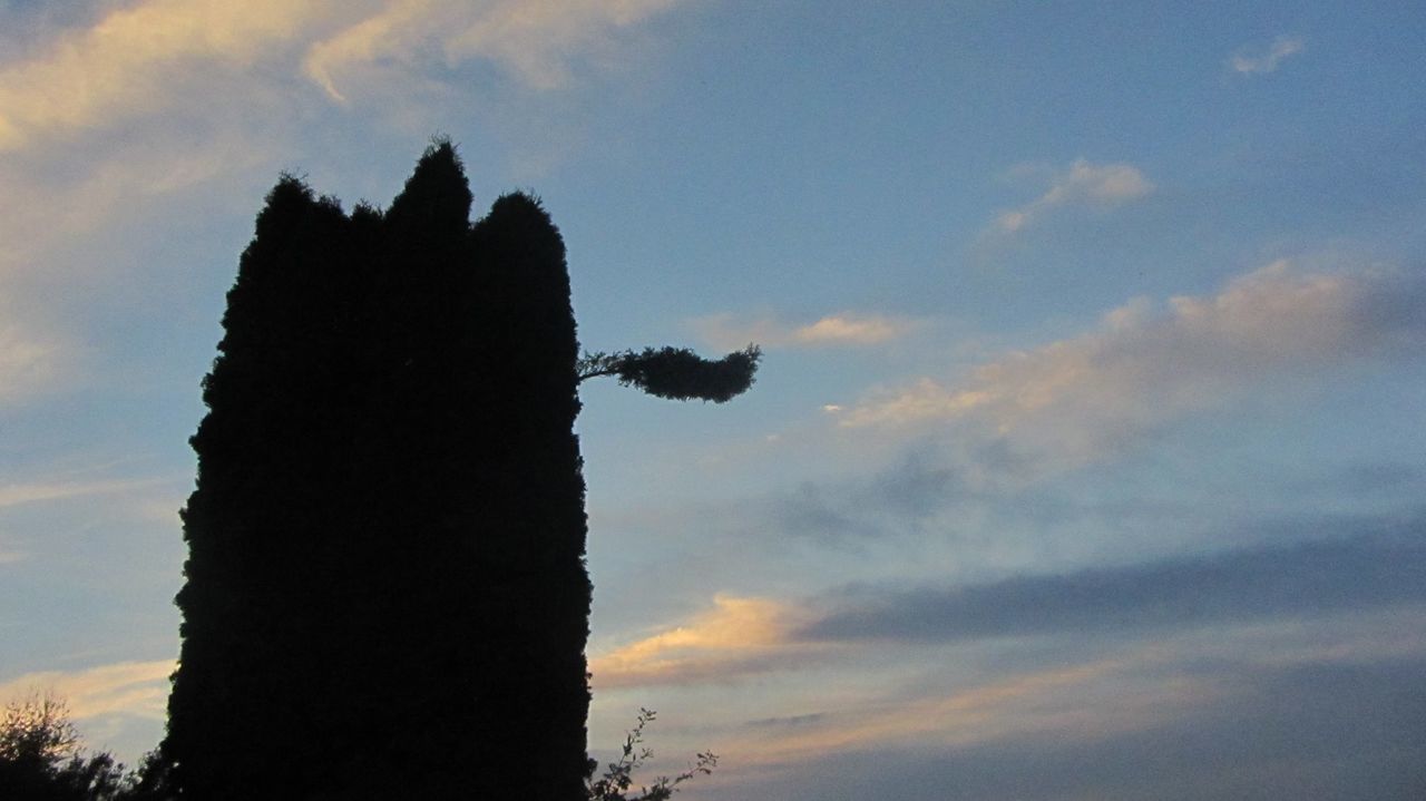 SILHOUETTE TREE AGAINST SKY