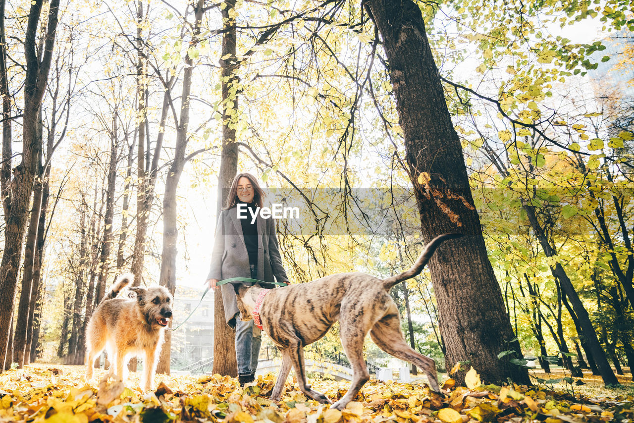 dog standing in forest during autumn