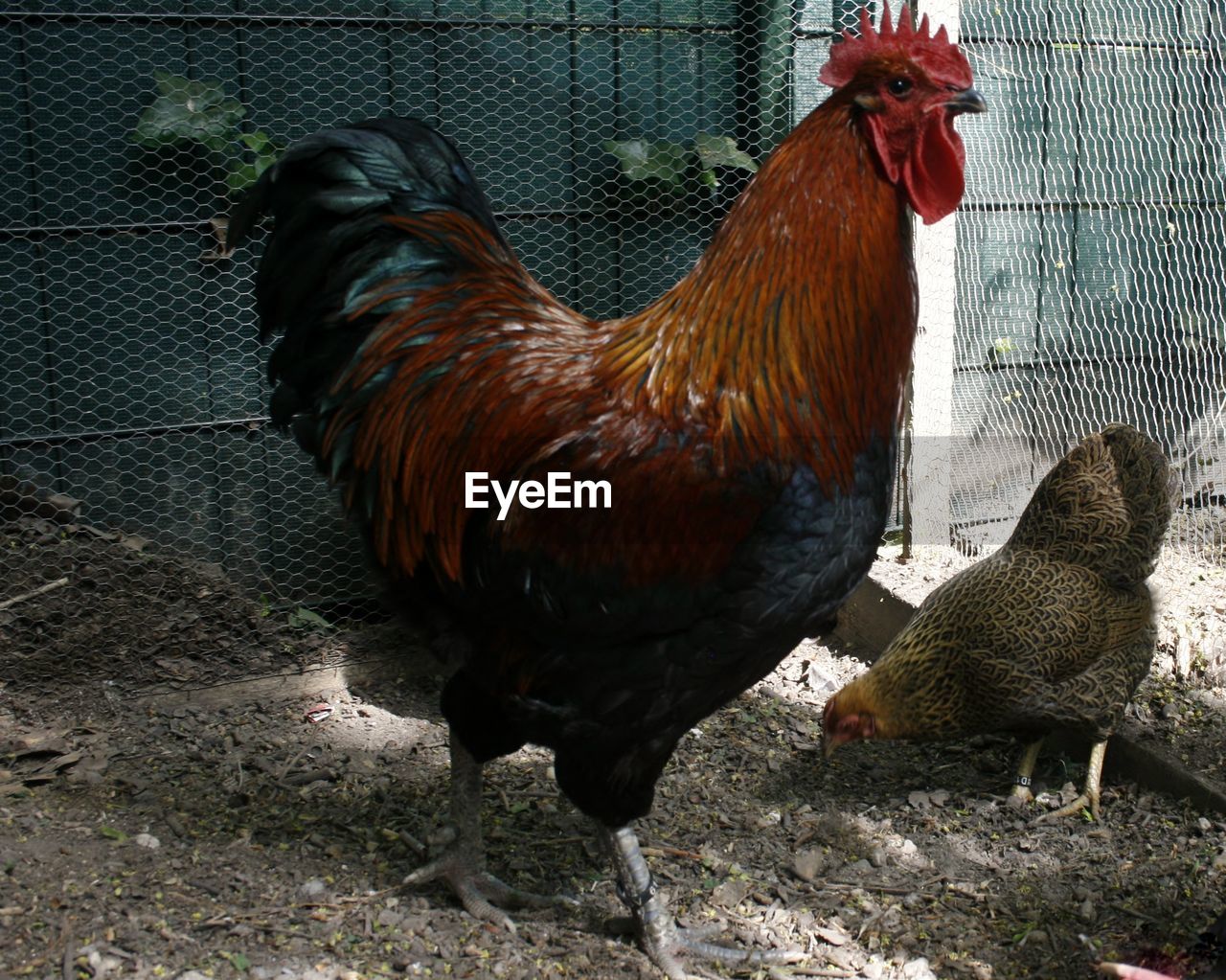 ROOSTER ON FIELD