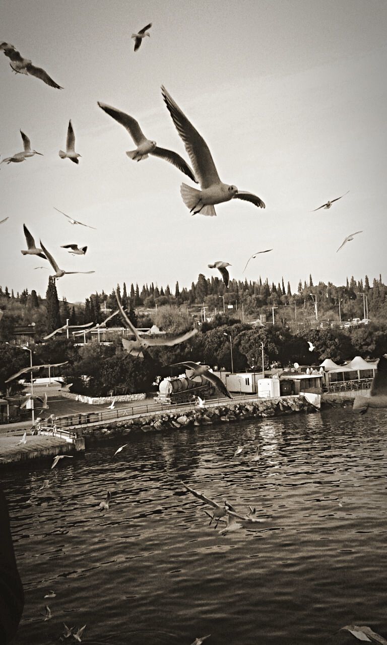 SEAGULL FLYING OVER WATER