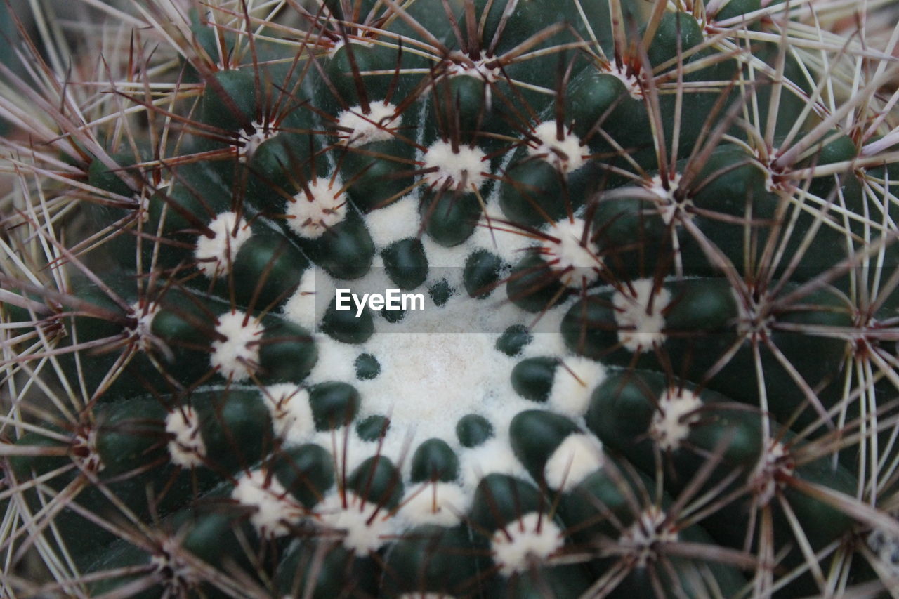 HIGH ANGLE VIEW OF CACTUS GROWING ON FIELD