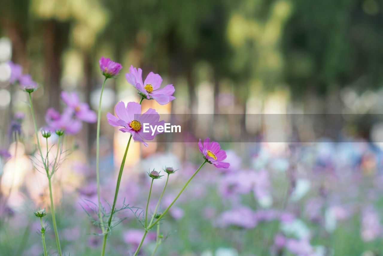 Close-up of cosmos flowers in field