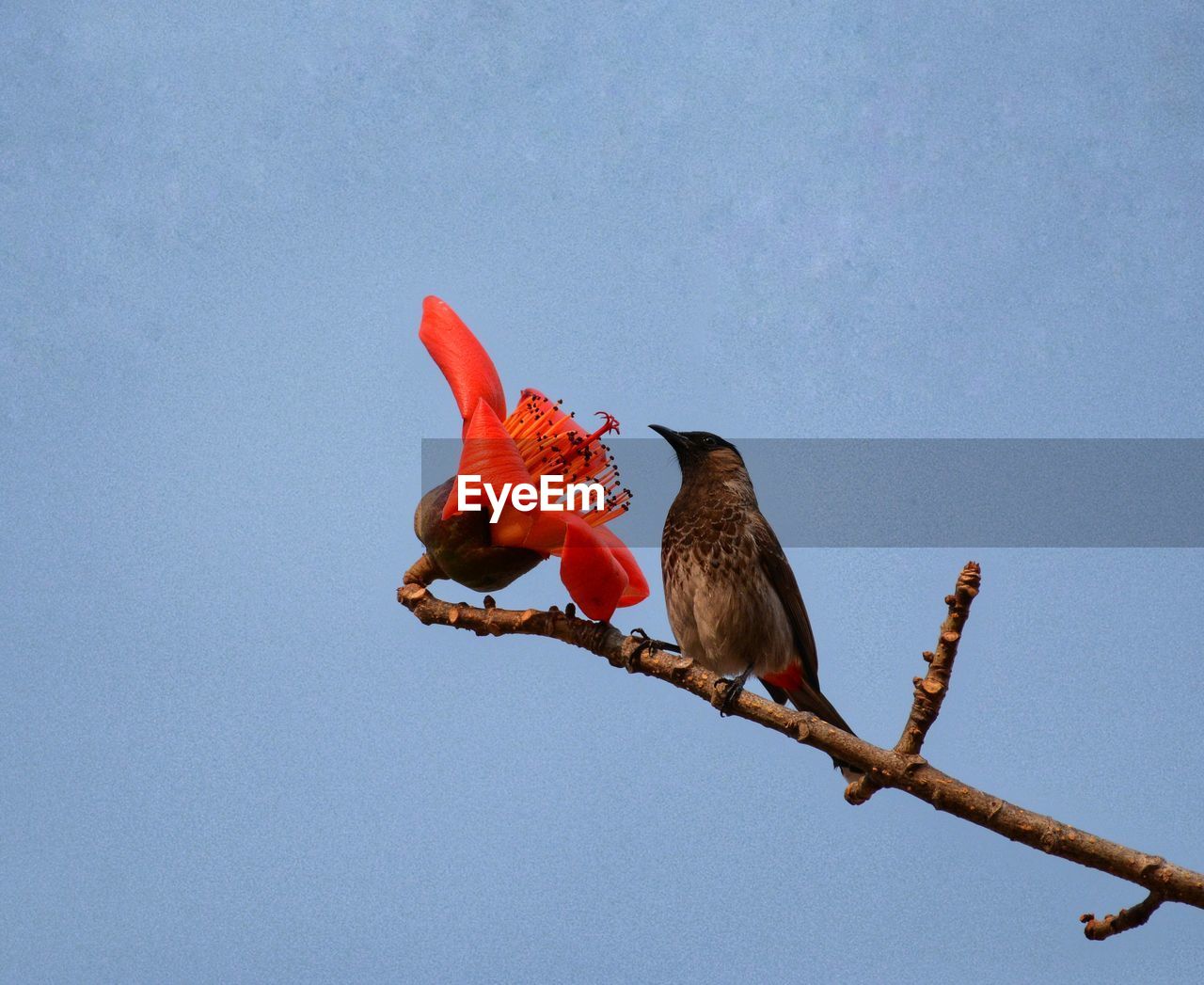 LOW ANGLE VIEW OF BIRD PERCHING ON BRANCH