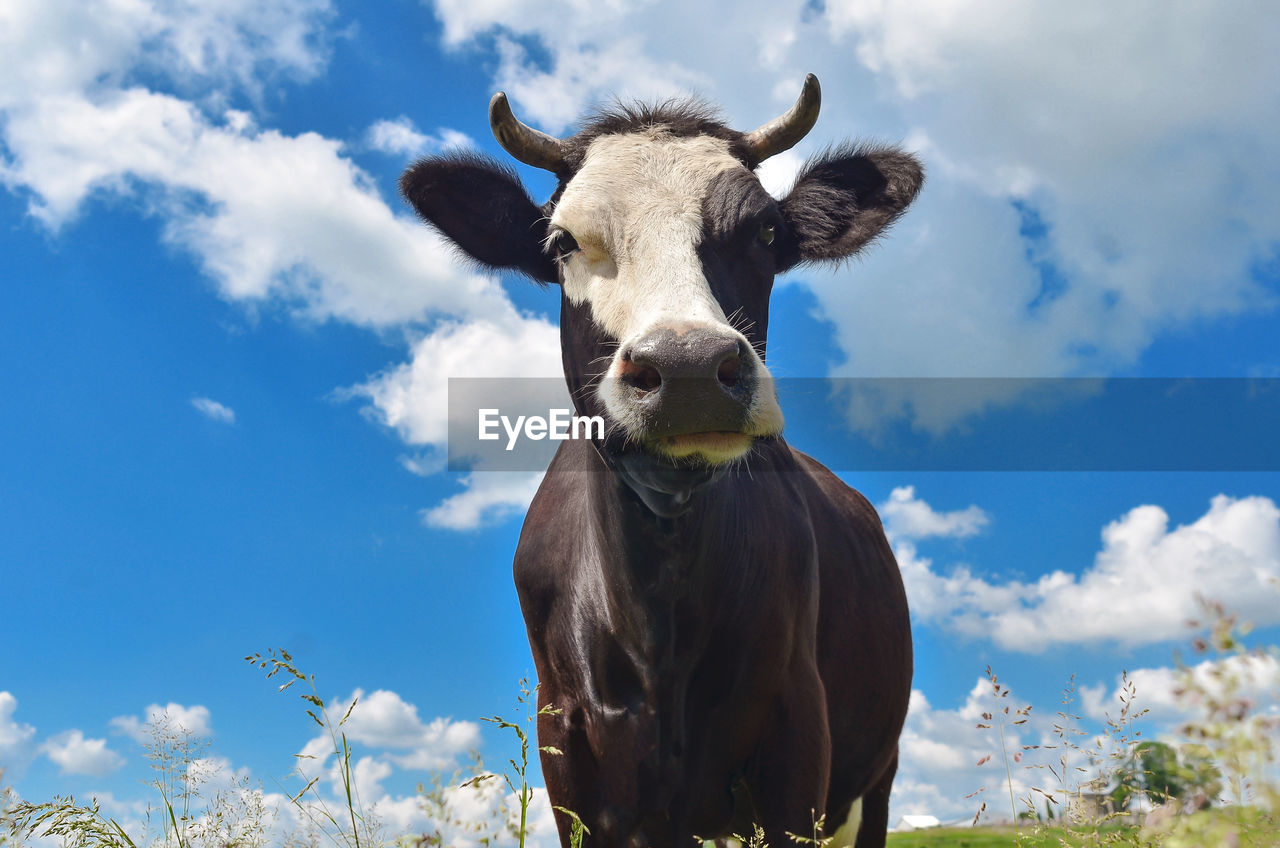 Portrait of cow