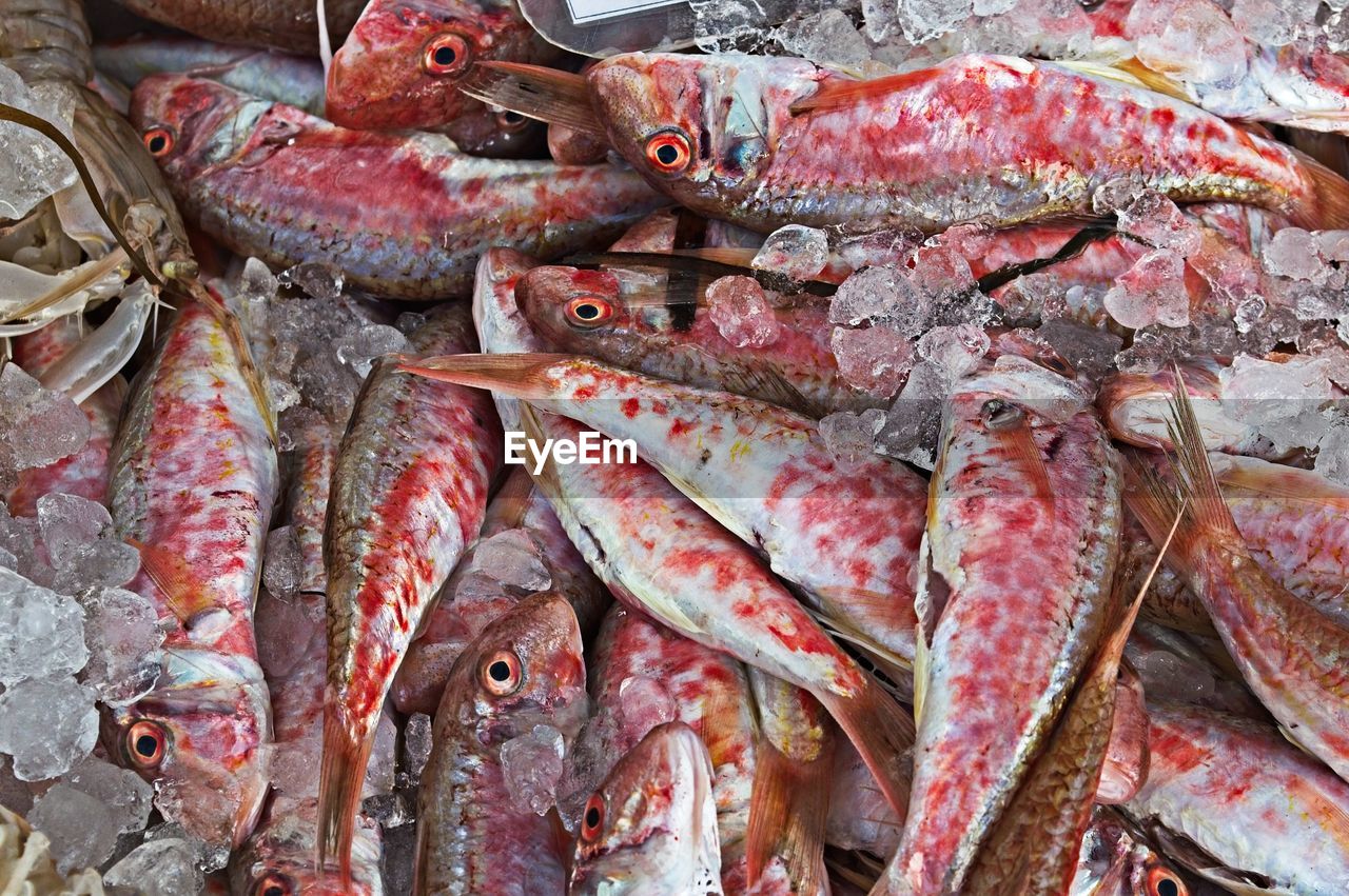 CLOSE-UP OF FISH FOR SALE