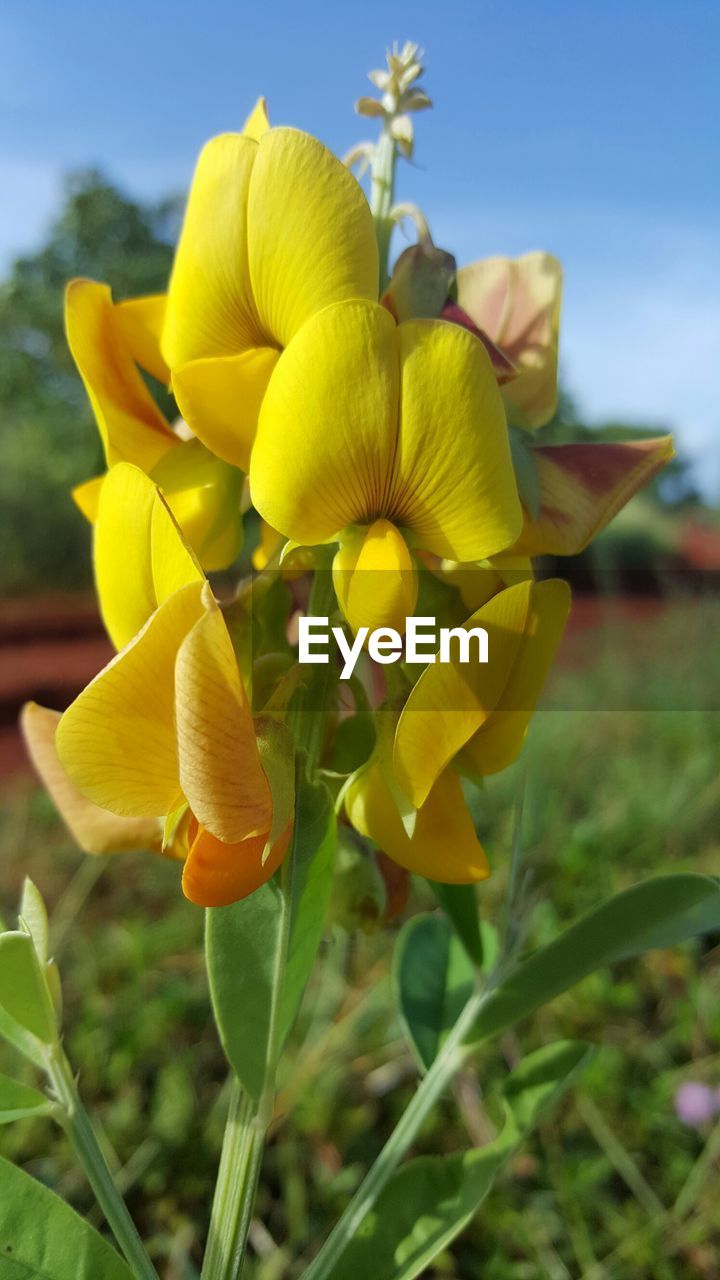 CLOSE-UP OF YELLOW FLOWER PLANT AGAINST SKY