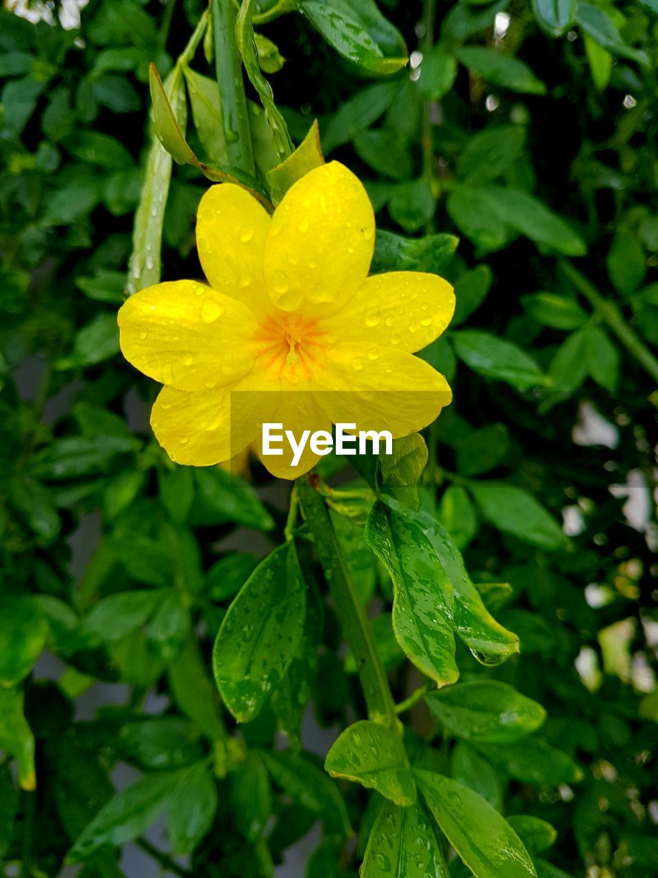 Close-up of yellow flower blooming outdoors