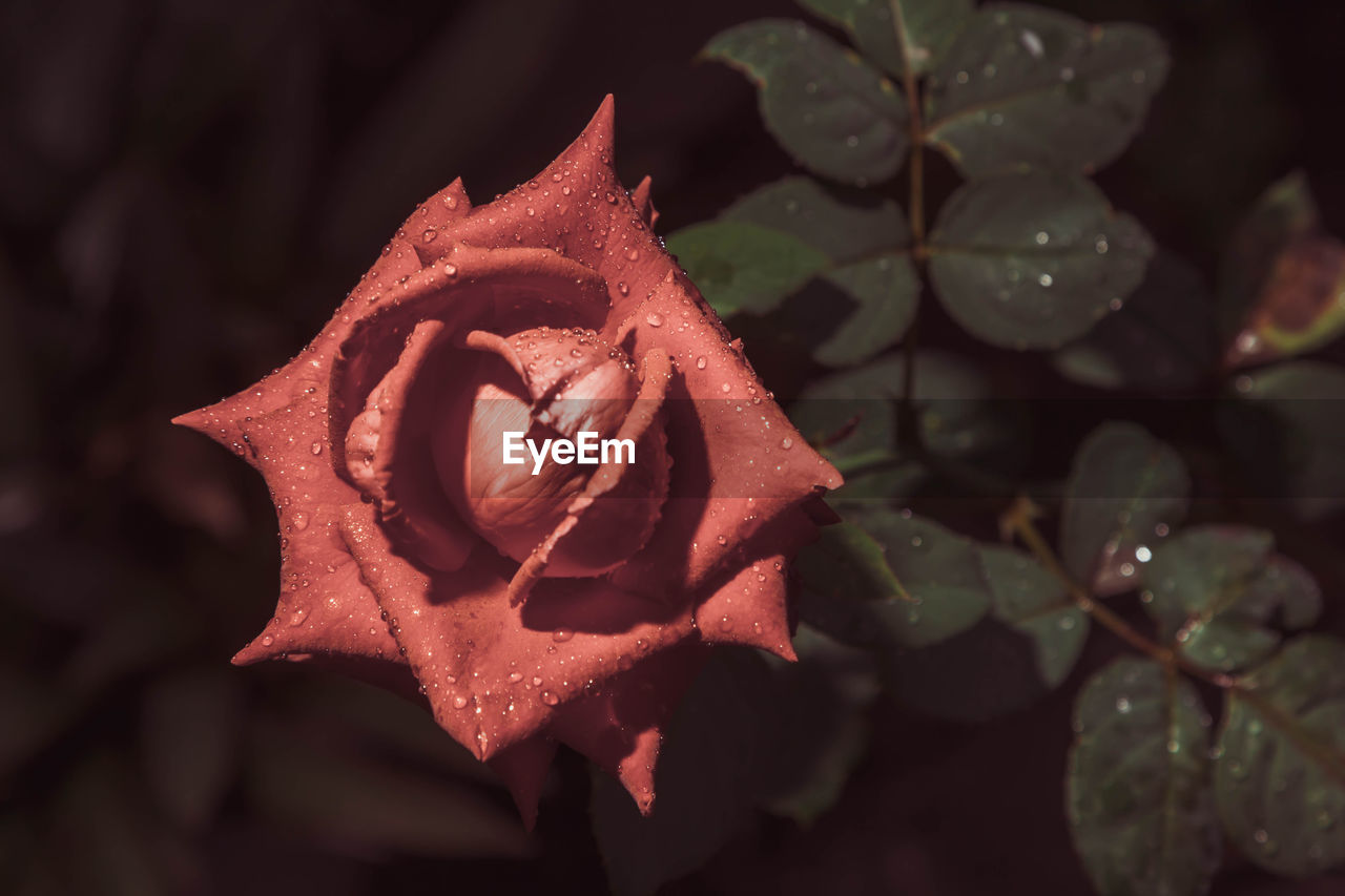 CLOSE-UP OF ROSE ON PLANT