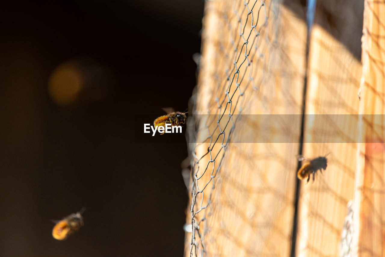 Close-up of bee flying