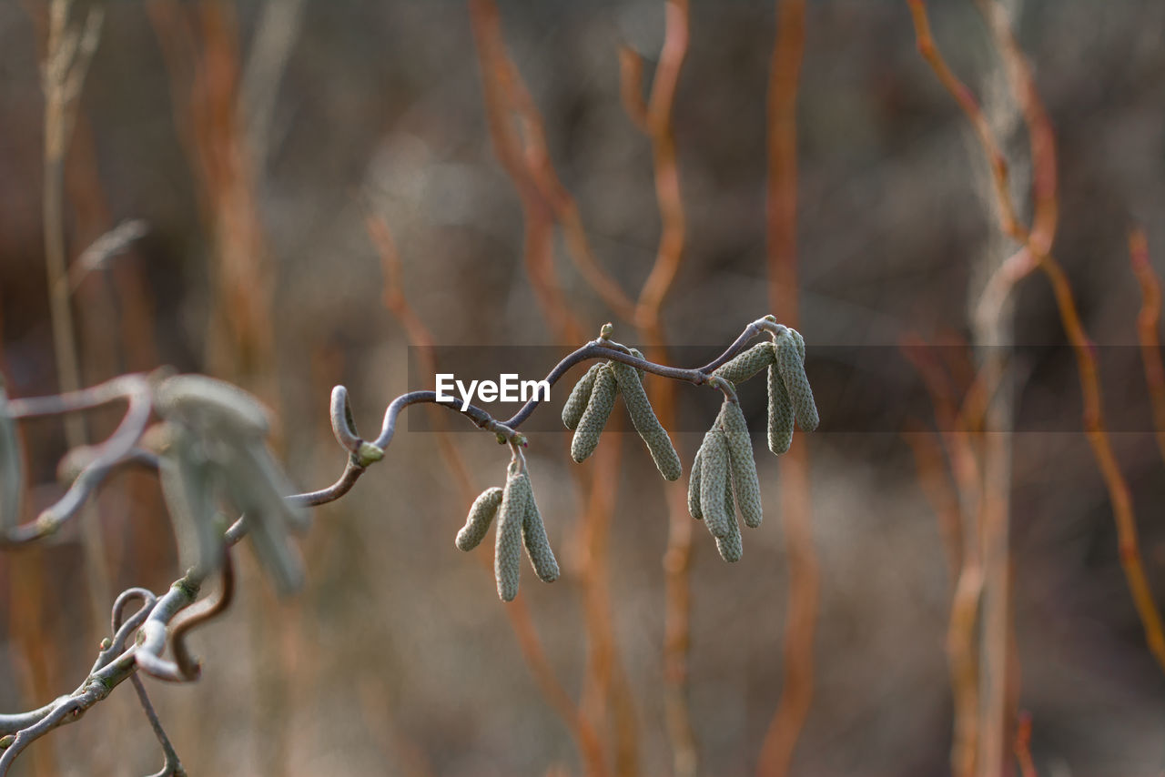 Close-up of plant against blurred background