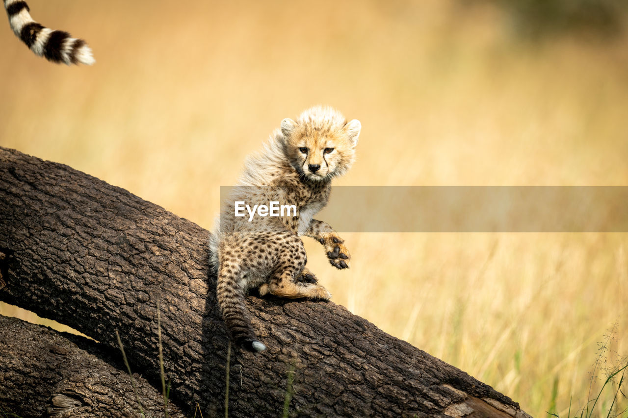 Full length of cheetah on land