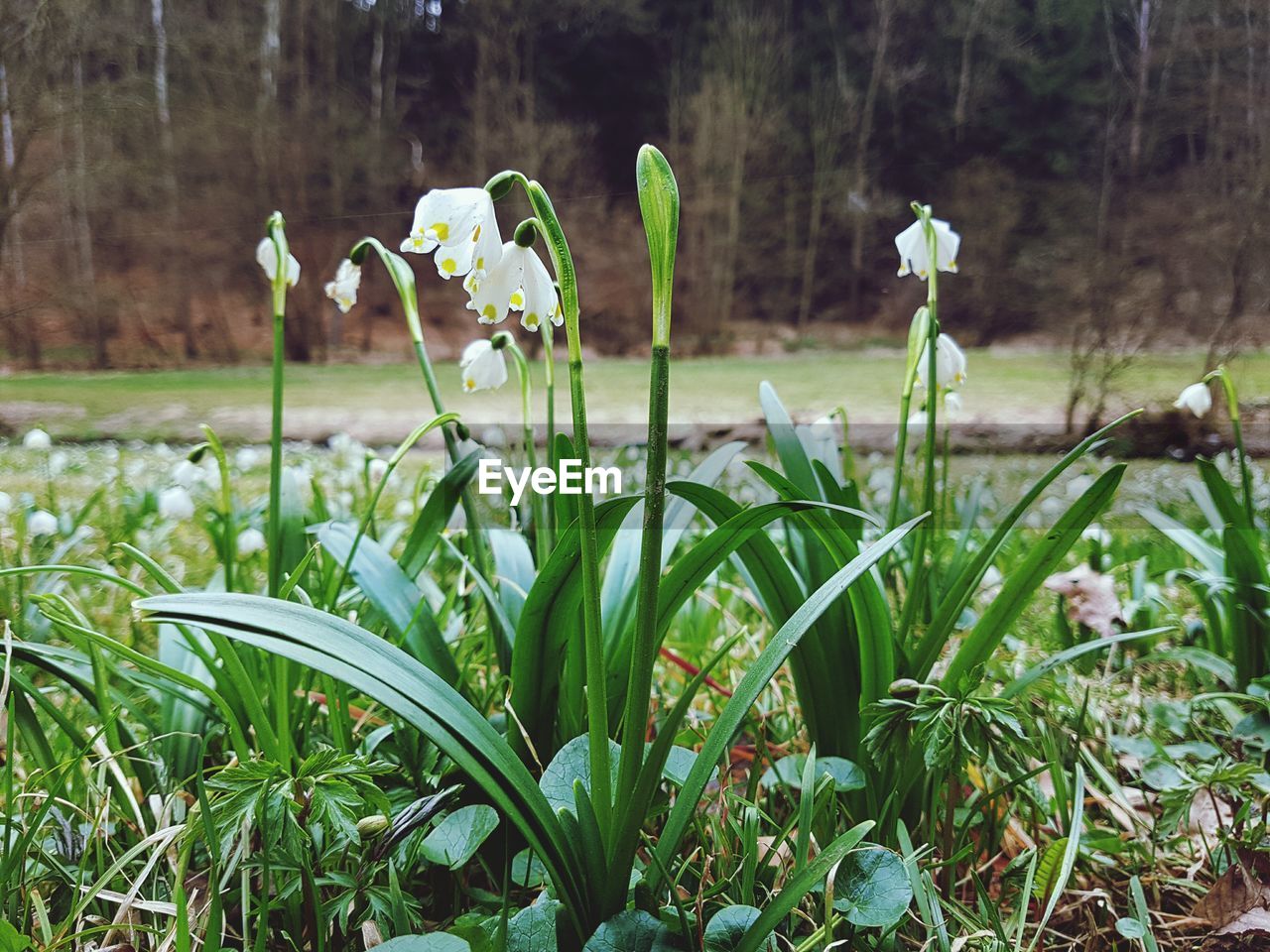 CLOSE-UP OF CROCUS FLOWERS BLOOMING ON FIELD