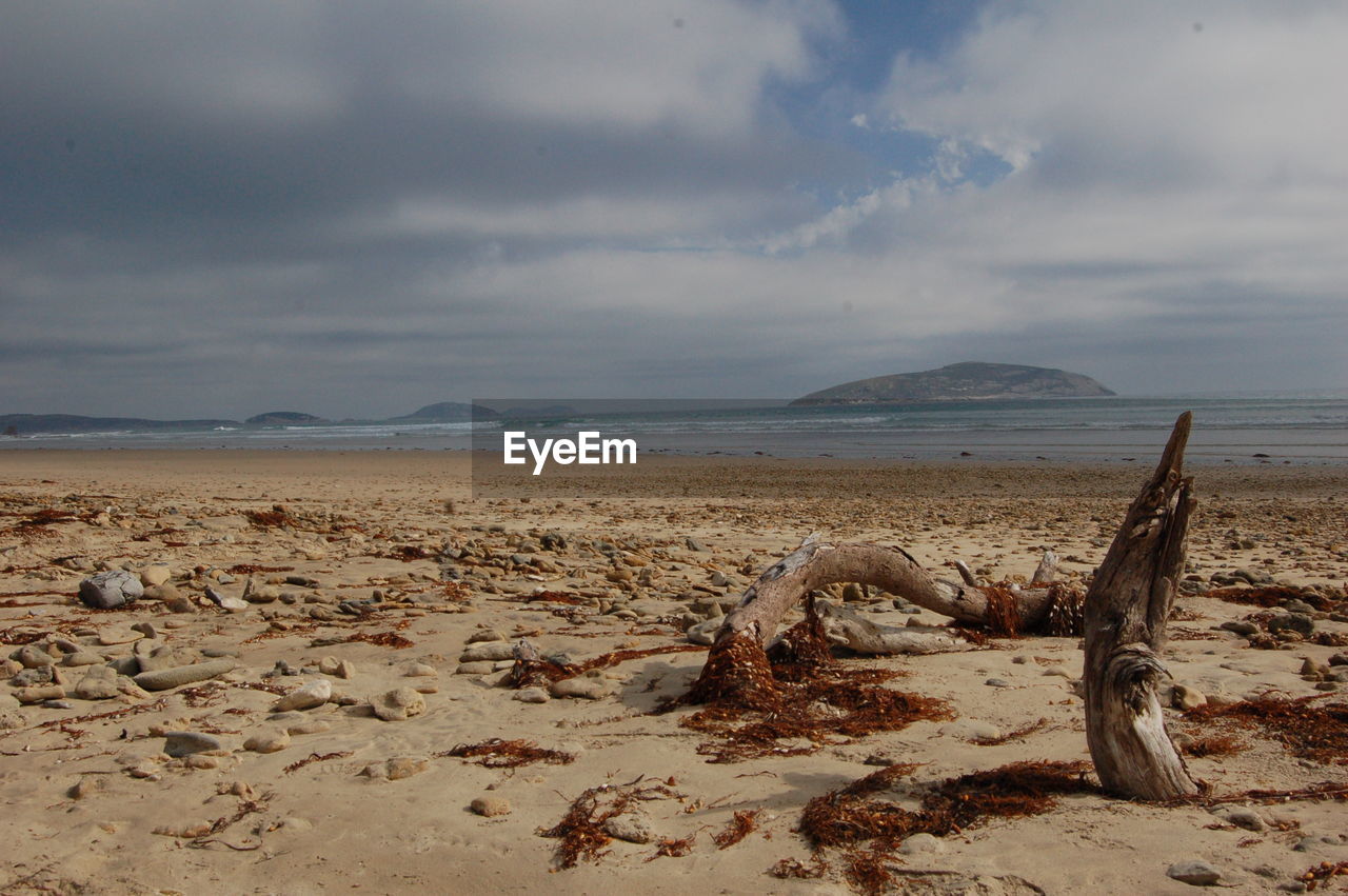 Driftwood on beach against sky