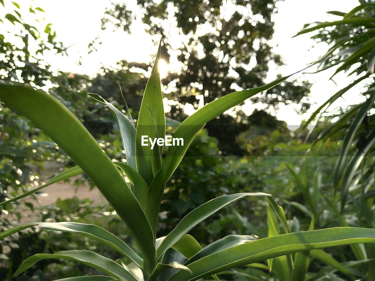 CLOSE-UP OF FRESH GREEN PLANT IN FIELD