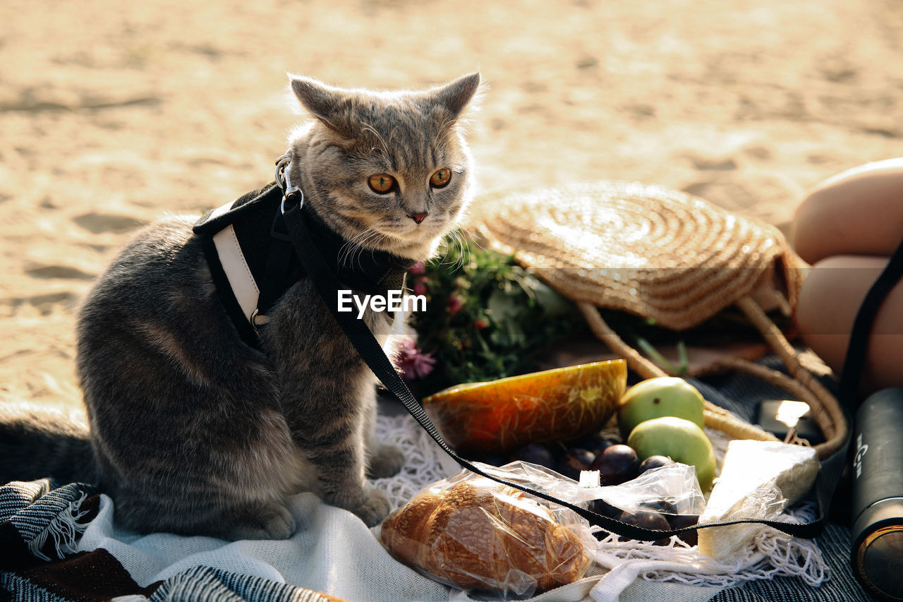 Surprised cat on the beach on a picnic