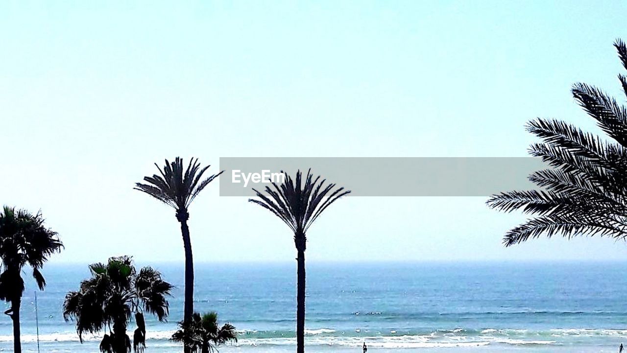 PALM TREES BY SEA AGAINST SKY