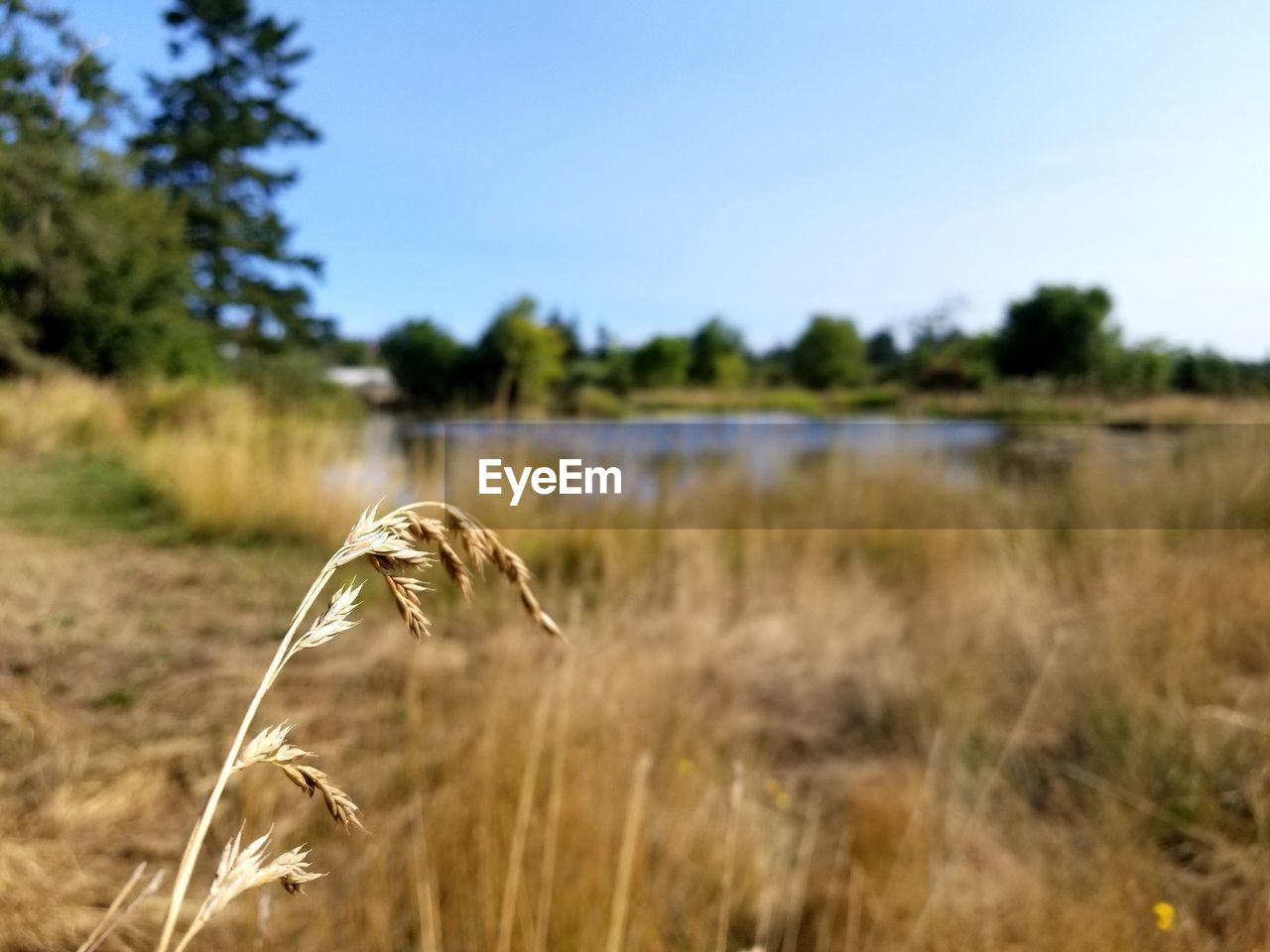 CLOSE-UP OF PLANT ON FIELD