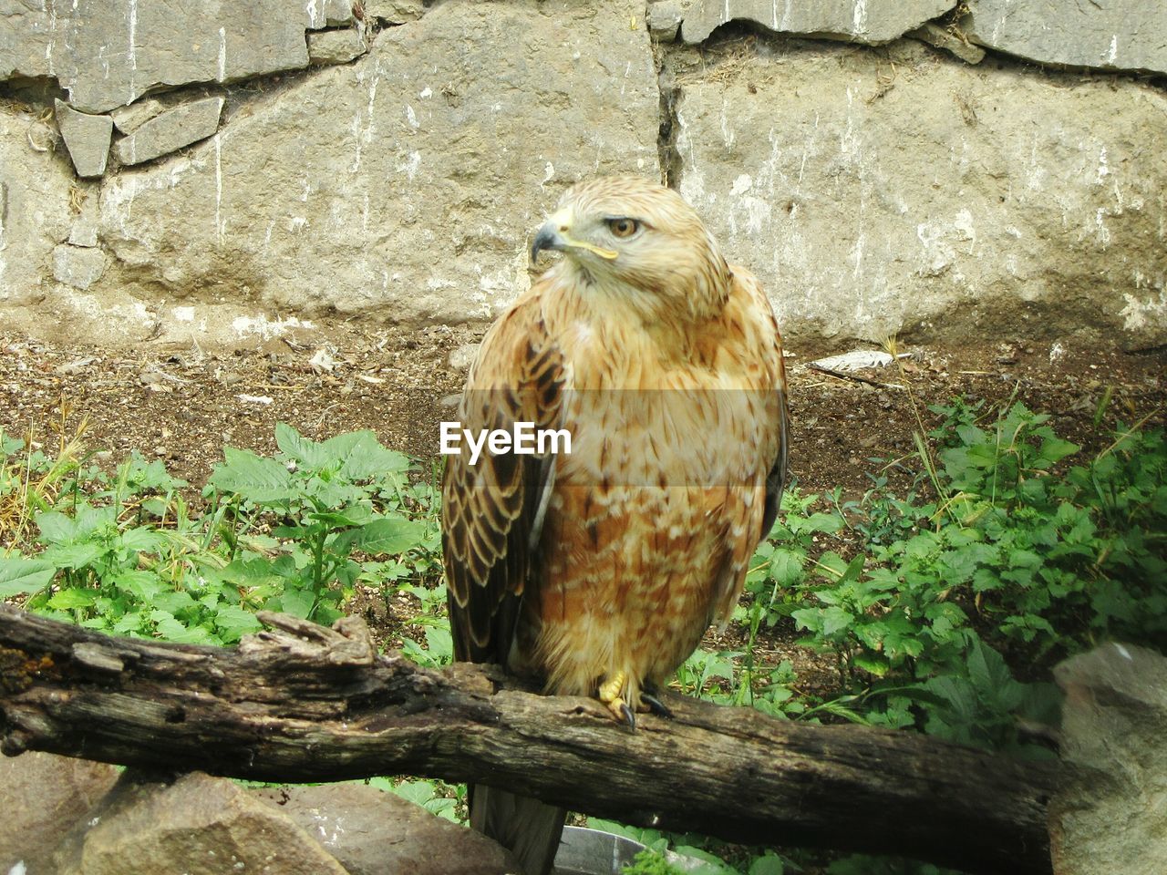 CLOSE-UP OF BIRD PERCHING ON TREE