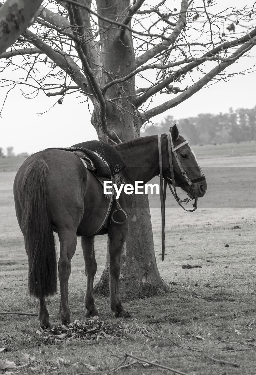 VIEW OF HORSE ON FIELD