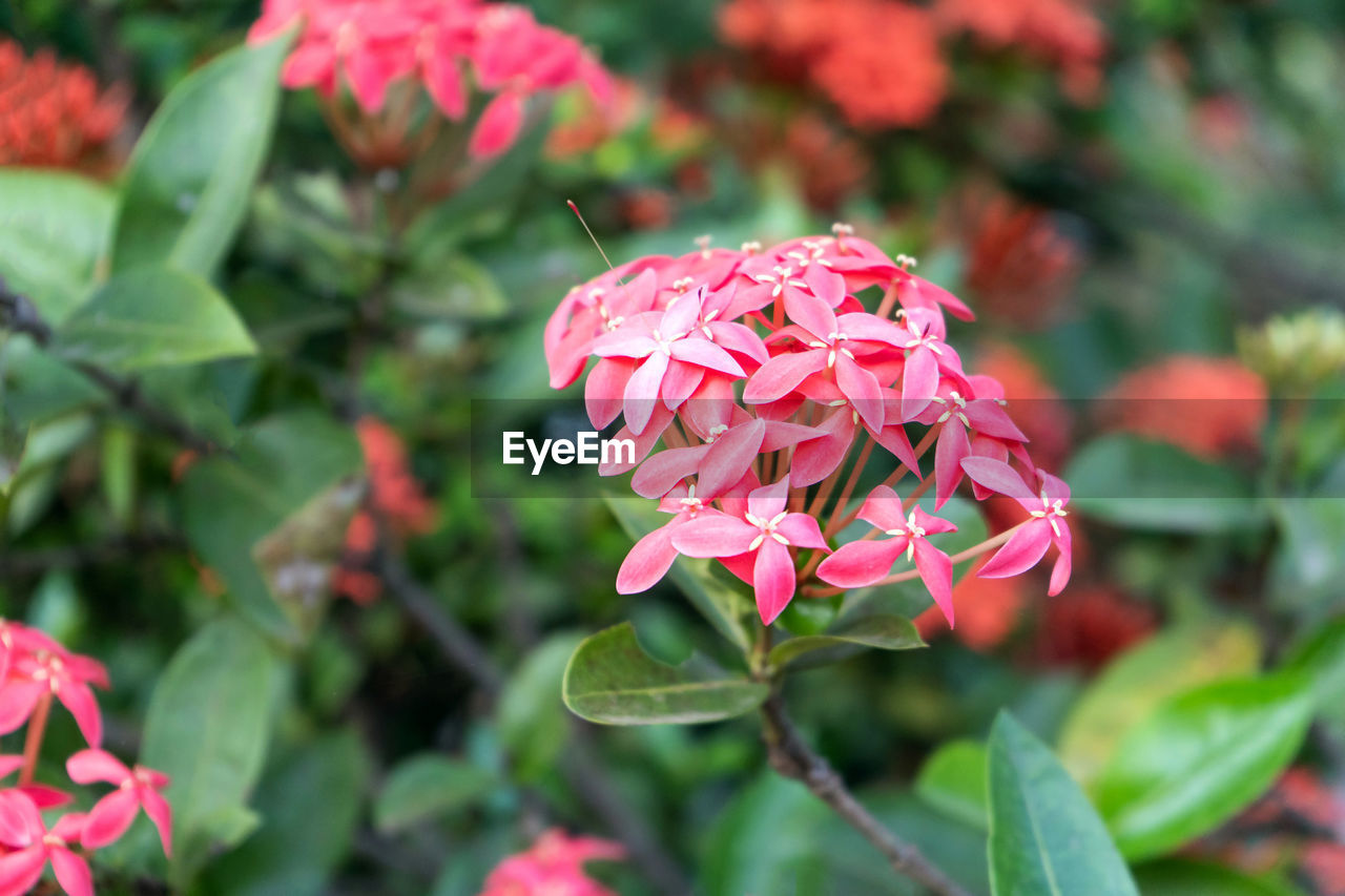 flower, flowering plant, plant, beauty in nature, pink, freshness, plant part, nature, leaf, close-up, petal, growth, flower head, red, no people, fragility, shrub, inflorescence, focus on foreground, outdoors, magenta, botany, day, multi colored, summer
