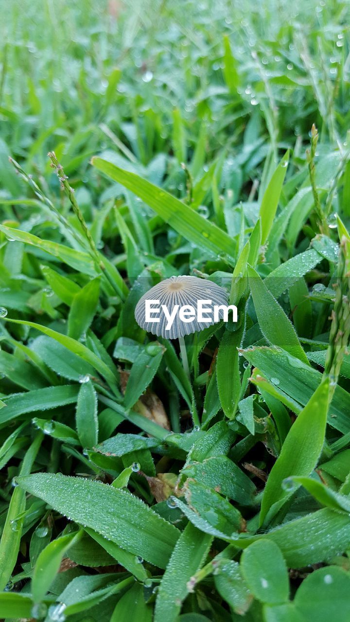 CLOSE-UP OF PLANTS GROWING ON FIELD