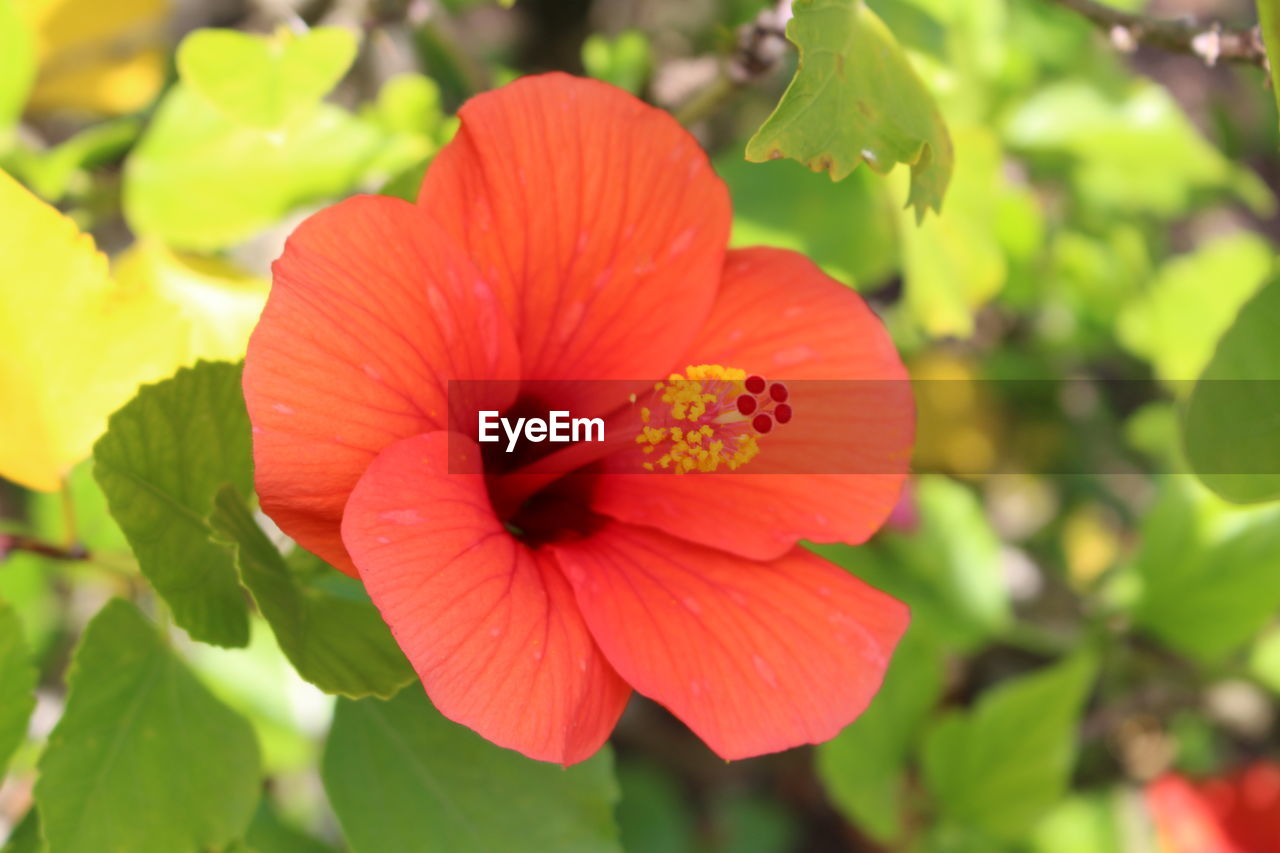 CLOSE-UP OF FLOWER BLOOMING