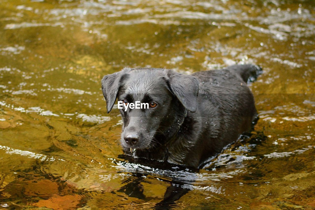 Dog swimming in river