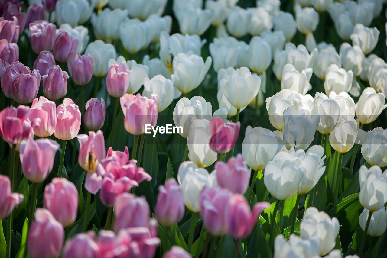 Field of colorful tulips