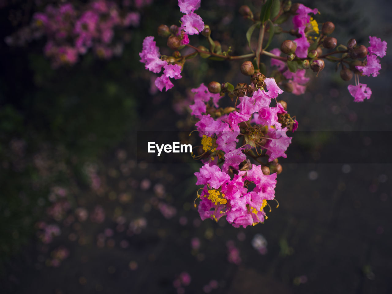 Close-up of pink flowers growing on branch