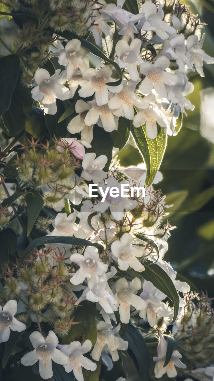 CLOSE-UP OF WHITE FLOWERING PLANT IN BLOOM