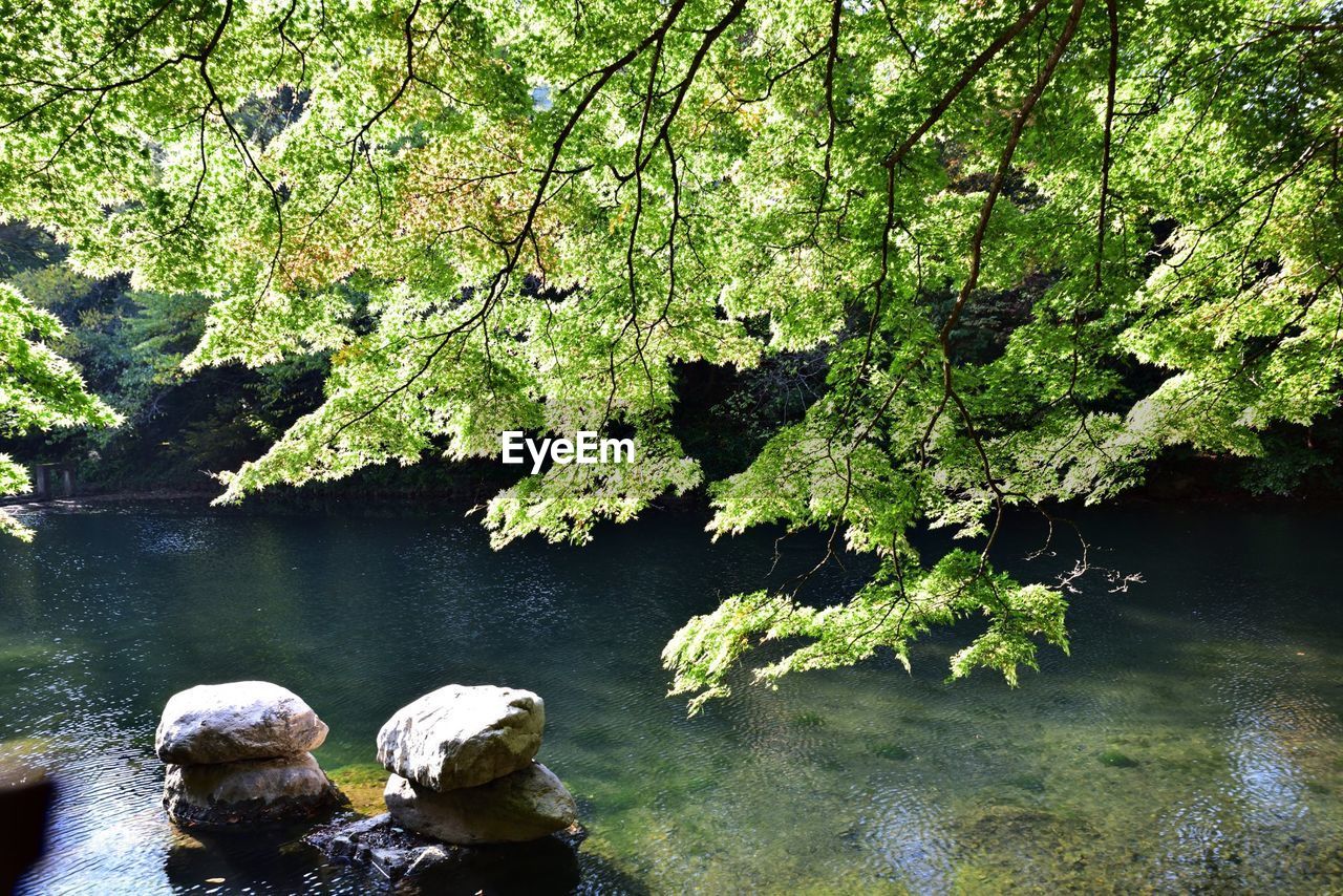 HIGH ANGLE VIEW OF DUCKS AMIDST TREES