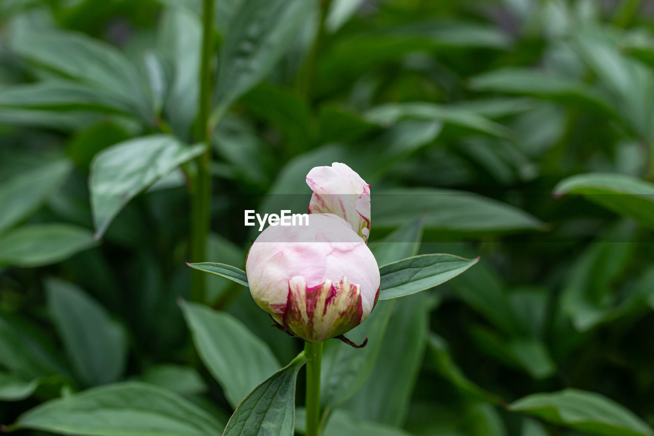 Unopened bud of peony in the garden. natural background with green leaves. gardening concept. 