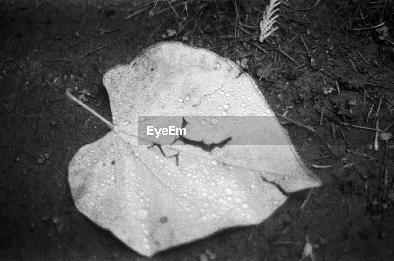 High angle view of wet maple leaves on field