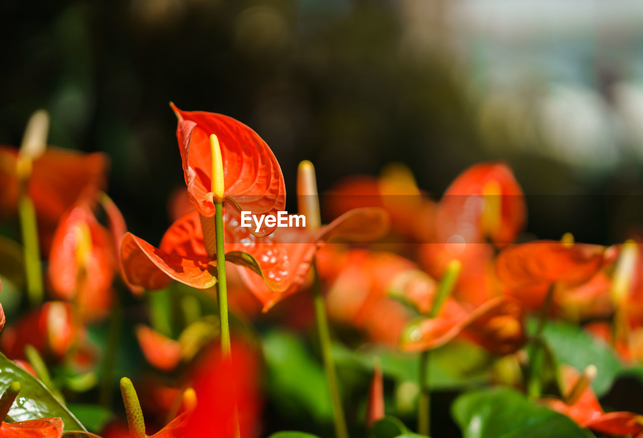 Orange anthurium flower or flamingo flower blossom with green leaves in the garden