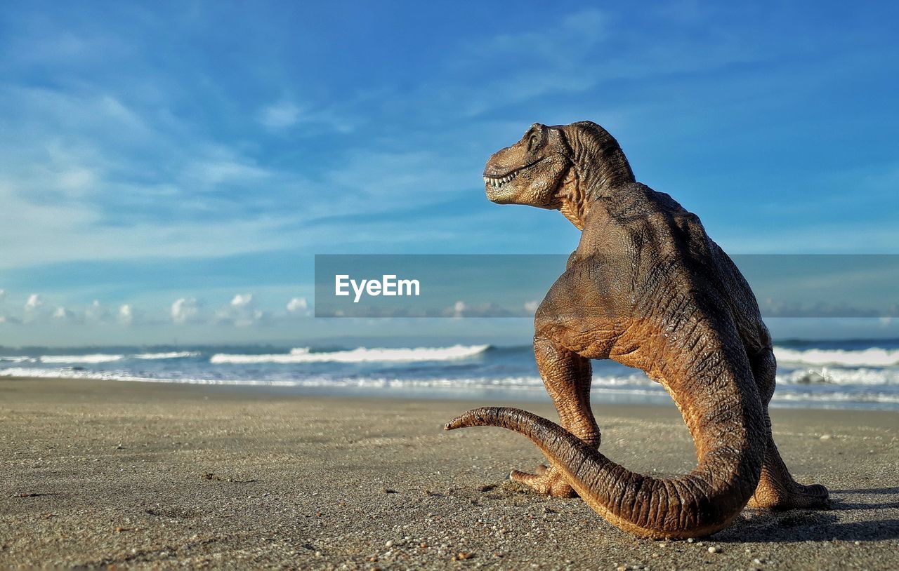 VIEW OF GIRAFFE ON BEACH