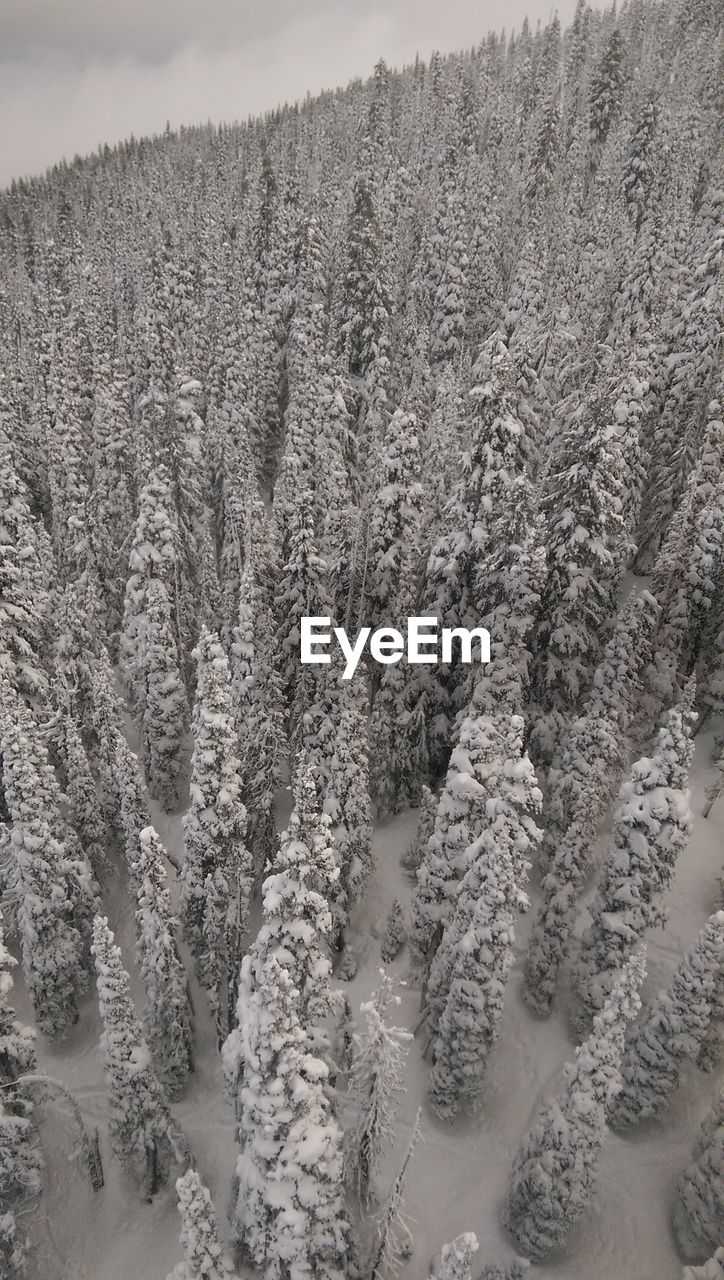 CLOSE-UP OF SNOW ON FIELD AGAINST SKY