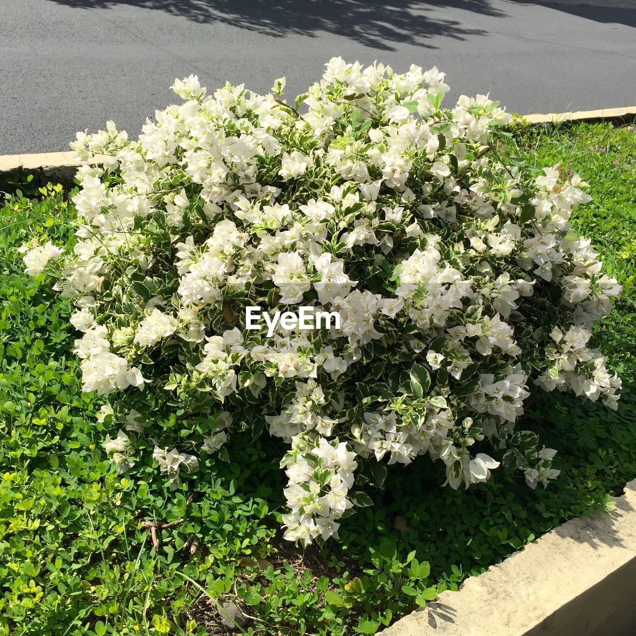 CLOSE-UP OF WHITE FLOWERS ON PLANT