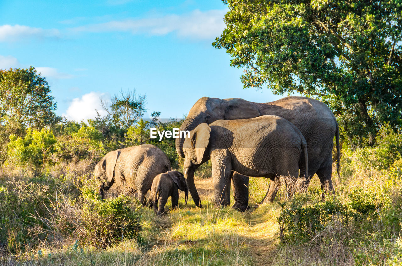 VIEW OF ELEPHANT IN THE LAND