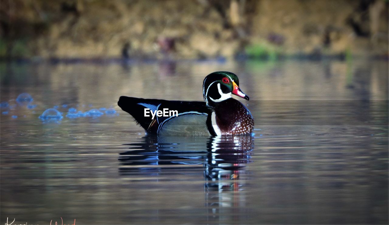 DUCK SWIMMING ON LAKE