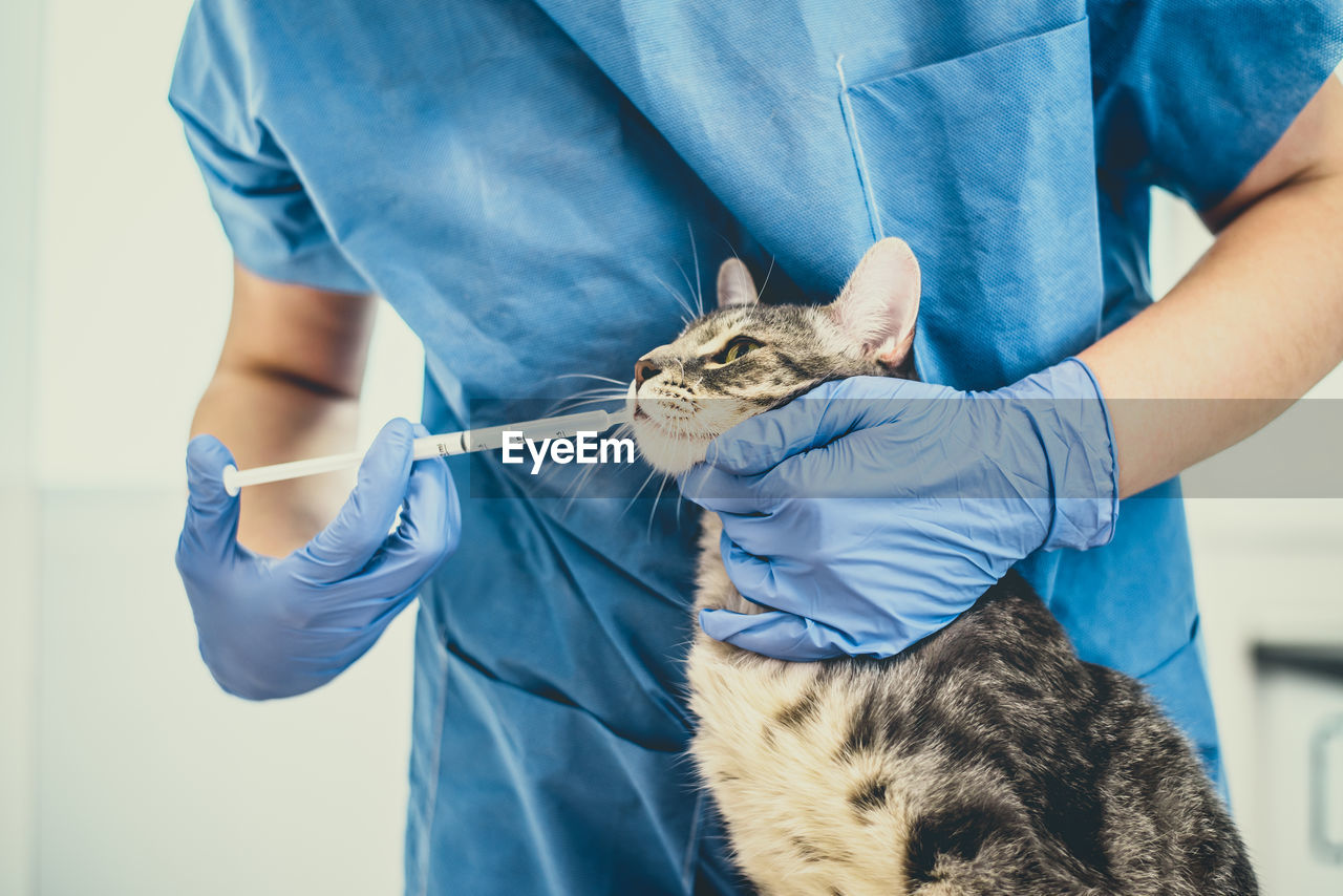 Veterinarian doctor is giving liquid medication to a cat