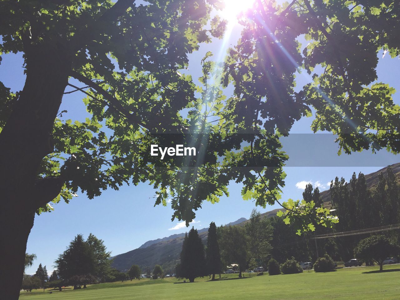 Trees on landscape against sky