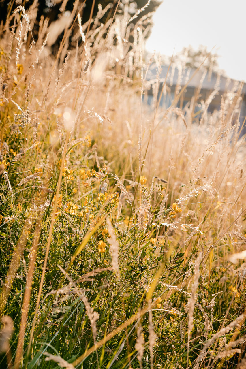 CLOSE-UP OF GRASS ON FIELD