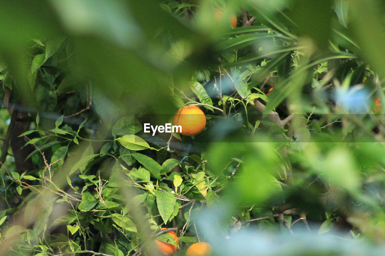 CLOSE-UP OF FRUITS ON TREE