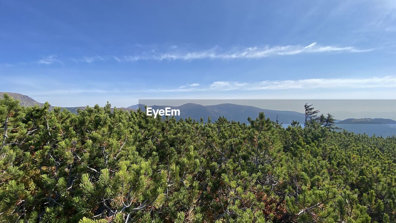 SCENIC VIEW OF GREEN LANDSCAPE AGAINST SKY